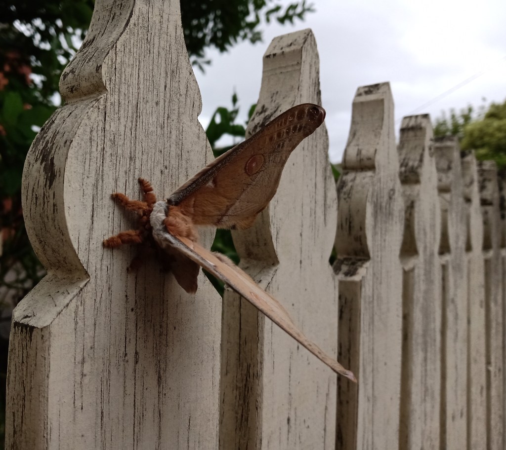 alison lobbe the moth