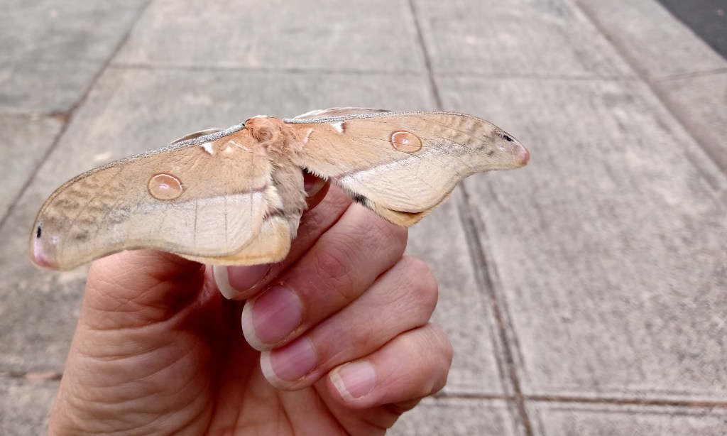 alison lobbe the moth