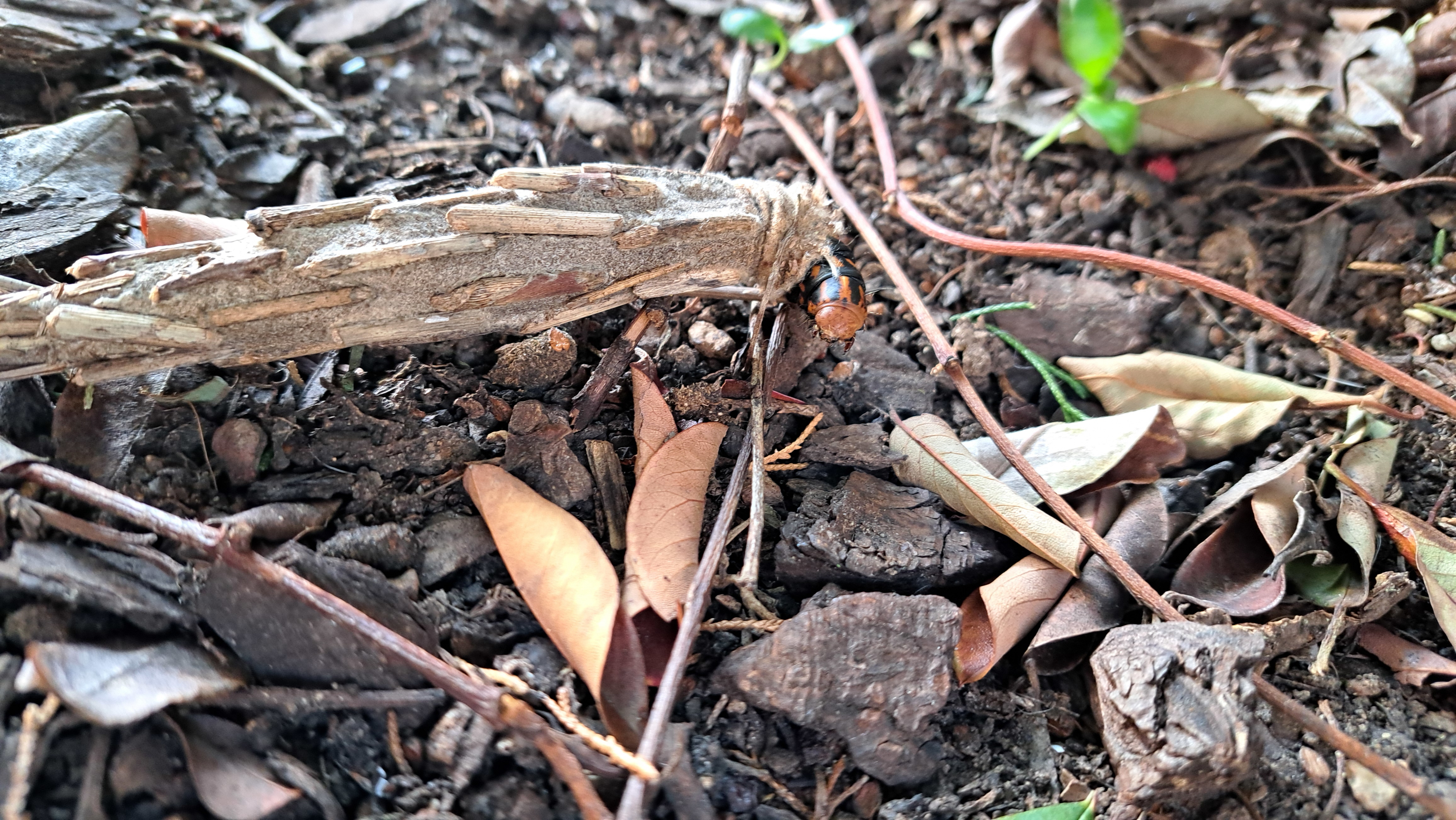 Saunders Case Moth. Alison Lobbe